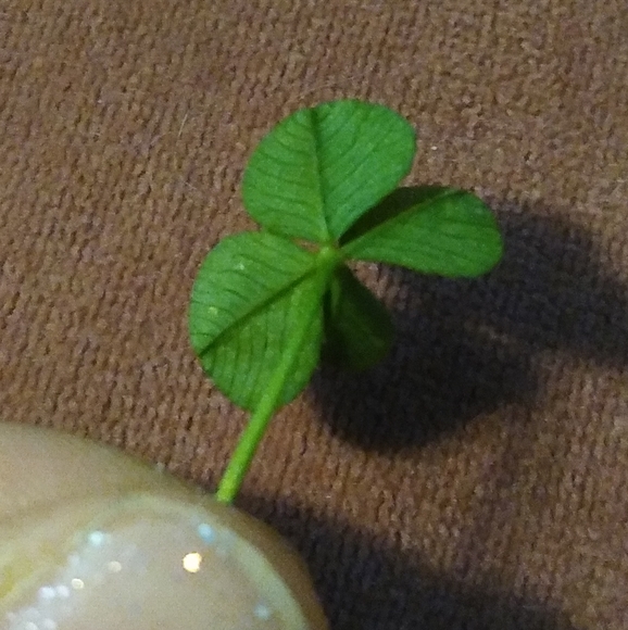 🍀 Wild Four Leaf Clover REAL Just for You Found 4 /22/23 USA yard Lucky Clovers - Picture 11 of 15